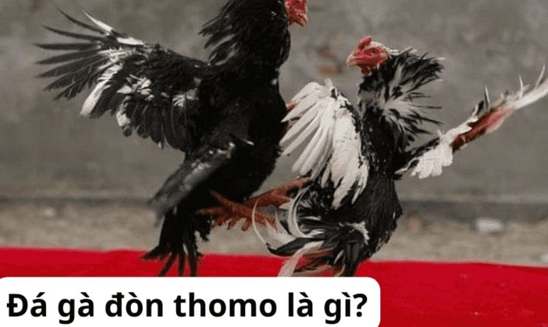 Đặt cược vào Ev8 và nhận giải thưởng của bạn - Ev8