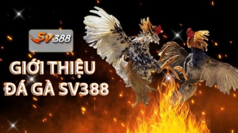 Tổng quan về các nhà cái và người chơi cấp Fa88 tại Singapore - Fa88